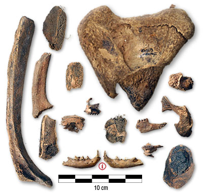 Photograph of bones from Basin Depot 2000