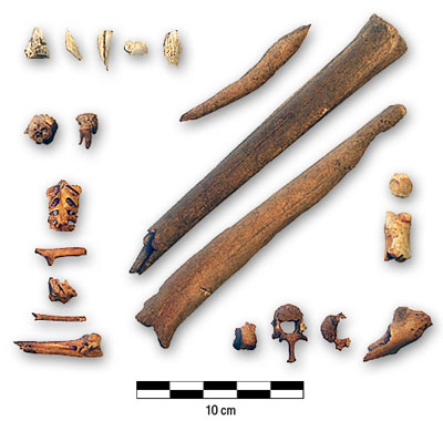 Photograph of bones from Lafleur outbuildings