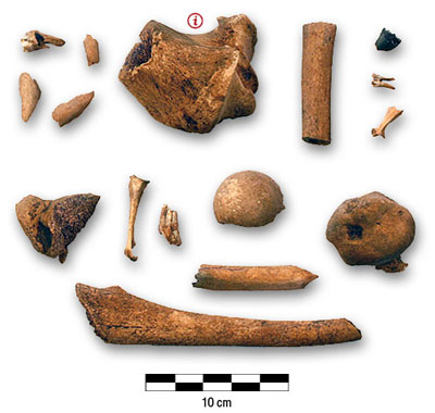 Photograph of bones from Lafleur house