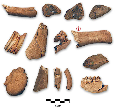 Photograph of bones from McIntyre Farm