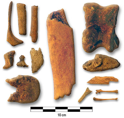 Photograph of bones from the Round Lake Shoreline