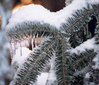Photograph of snow-covered spruce branch
