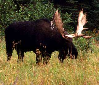 Photograph of a moose