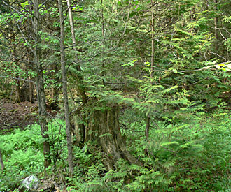 Photograph of eastern white cedar