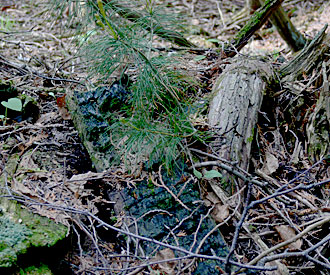 Photograph of pine seedling