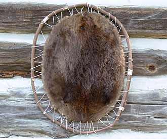 Photograph of beaver pelt