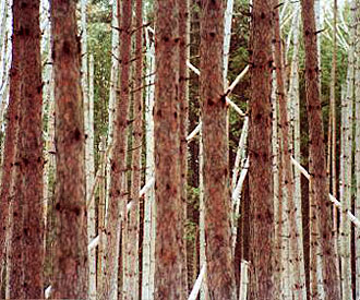 Photograph of red pine stand