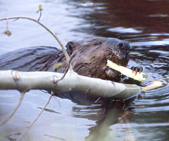 Photograph of beaver