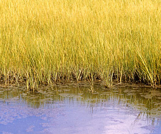 Photograph of beaver hay