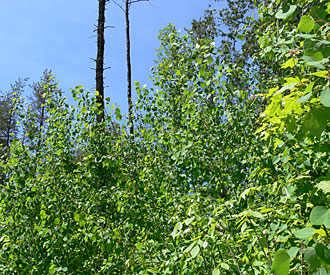 Photograph of poplar trees
