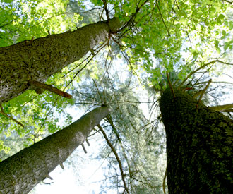 Photography of pine trees