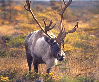 Photography of caribou