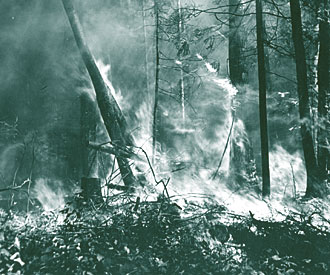 Photo of forest fire