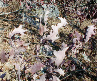 Photography of oak leaves